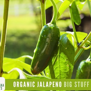Organic Jalapeño Pepper - Heirloom Jalapeño Garden Seeds