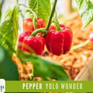 Red Bell Pepper Seeds - Yolo Wonder Heirloom Red Pepper Seeds