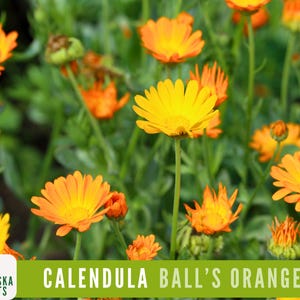 Ball’s Orange Calendula Seeds | Heirloom Marigold Edible & Medicinal Flower Seeds