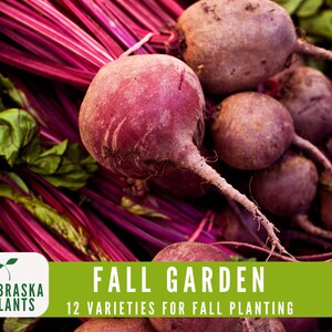 Assorted seeds for a cool weather garden, including heirloom vegetables and hardy greens - beet seeds