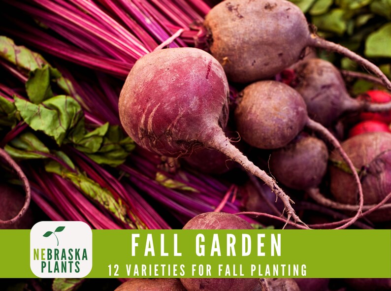 Assorted seeds for a cool weather garden, including heirloom vegetables and hardy greens - beet seeds