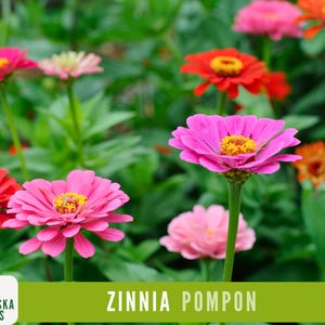 May include: A close-up of pink, red, and orange Zinnia Pompon flowers in bloom. The flowers are surrounded by green foliage. The text "Zinnia Pompon" is displayed on a green background.