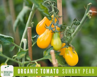 Organic Sunray Pear Tomato Seeds | Heirloom | Non-GMO | Sweet & Prolific Yellow Tomato Seeds