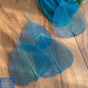 Feuilles de squelette pour le scrapbooking, feuille de squelette de Bodhi, feuilles de squelette de ficus naturel, projets de feuilles de bricolage, fabrication de cartes de feuilles de squelette de couleur