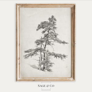 Vintage europäische neutrale Baum-Bleistift-Skizzen-Zeichnung | DIGITALER DOWNLOAD | DRUCKBARE Wand Kunst Poster | Antiker Moody Kunstdruck 178
