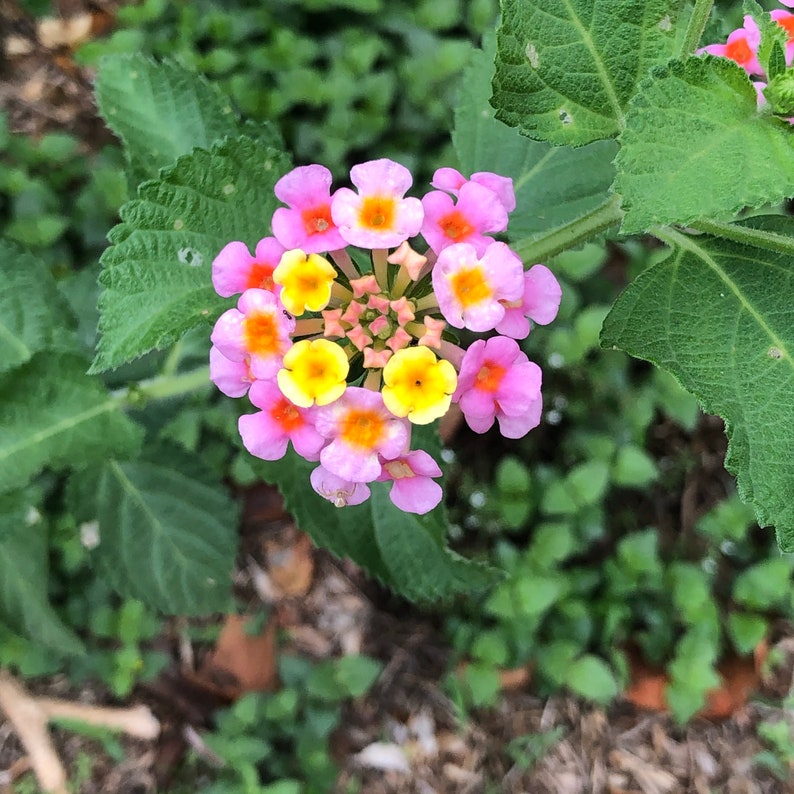 Lantana Seeds Verbena Ham & Eggs lantana Camara West Indian Lantana