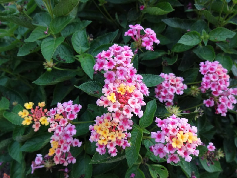 Lantana Seeds Verbena Ham & Eggs lantana Camara West Indian Lantana
