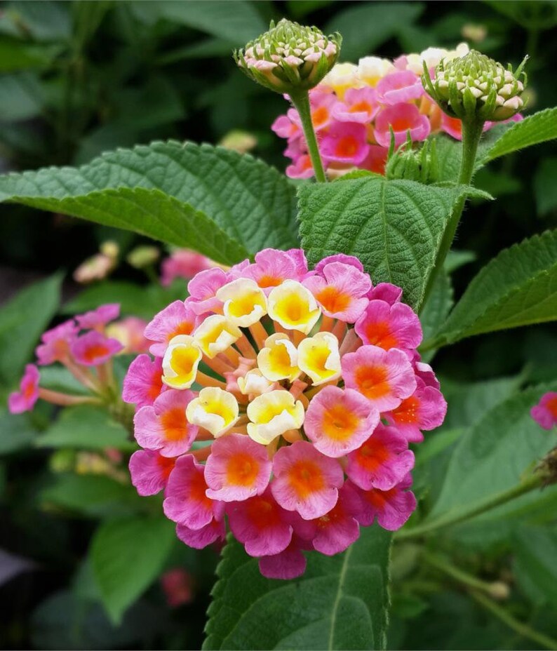 Lantana Seeds Verbena Ham & Eggs lantana Camara West Indian Lantana