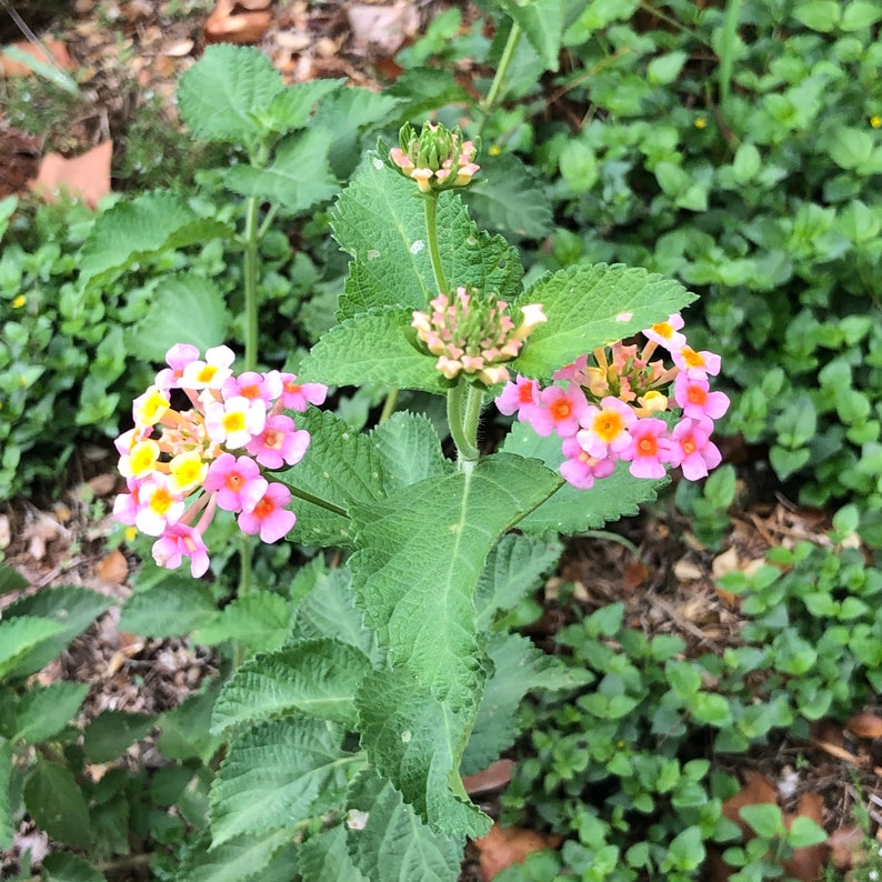 Lantana Seeds Verbena Ham & Eggs lantana Camara West Indian Lantana