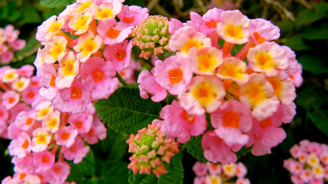Lantana Seeds Verbena Ham & Eggs lantana Camara West Indian Lantana