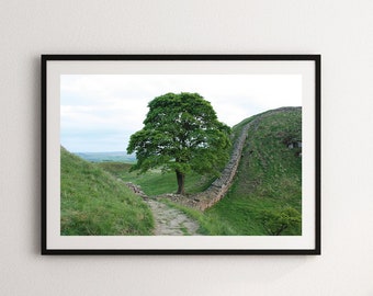 Sycamore Gap, Northumberland, England, Hadrian's Wall, United Kingdom, Travel Photography, Fine Art Print, Wall Decor