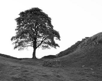 Sycamore Gap, Northumberland, England, Hadrian's Wall, United Kingdom, Travel Photography, Fine Art Print, Wall Decor