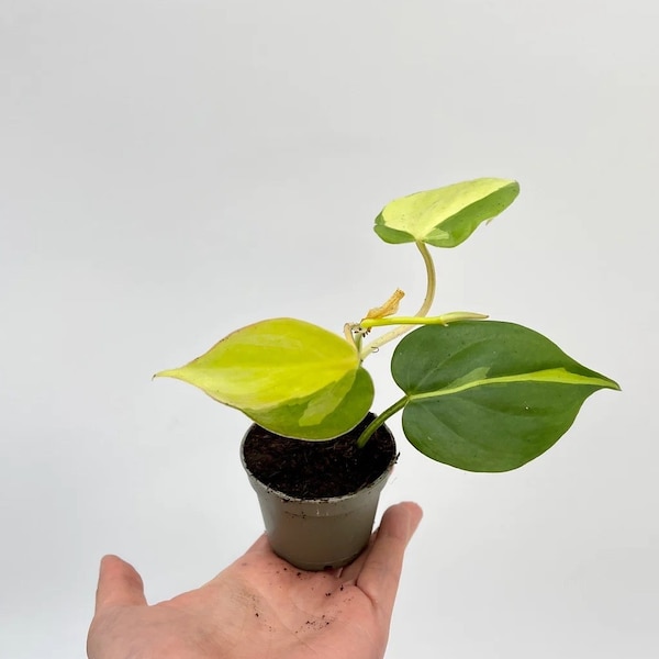 Brasil Philodendron Variegated - Live Plant/Houseplant, Fast Growing, Home Decor