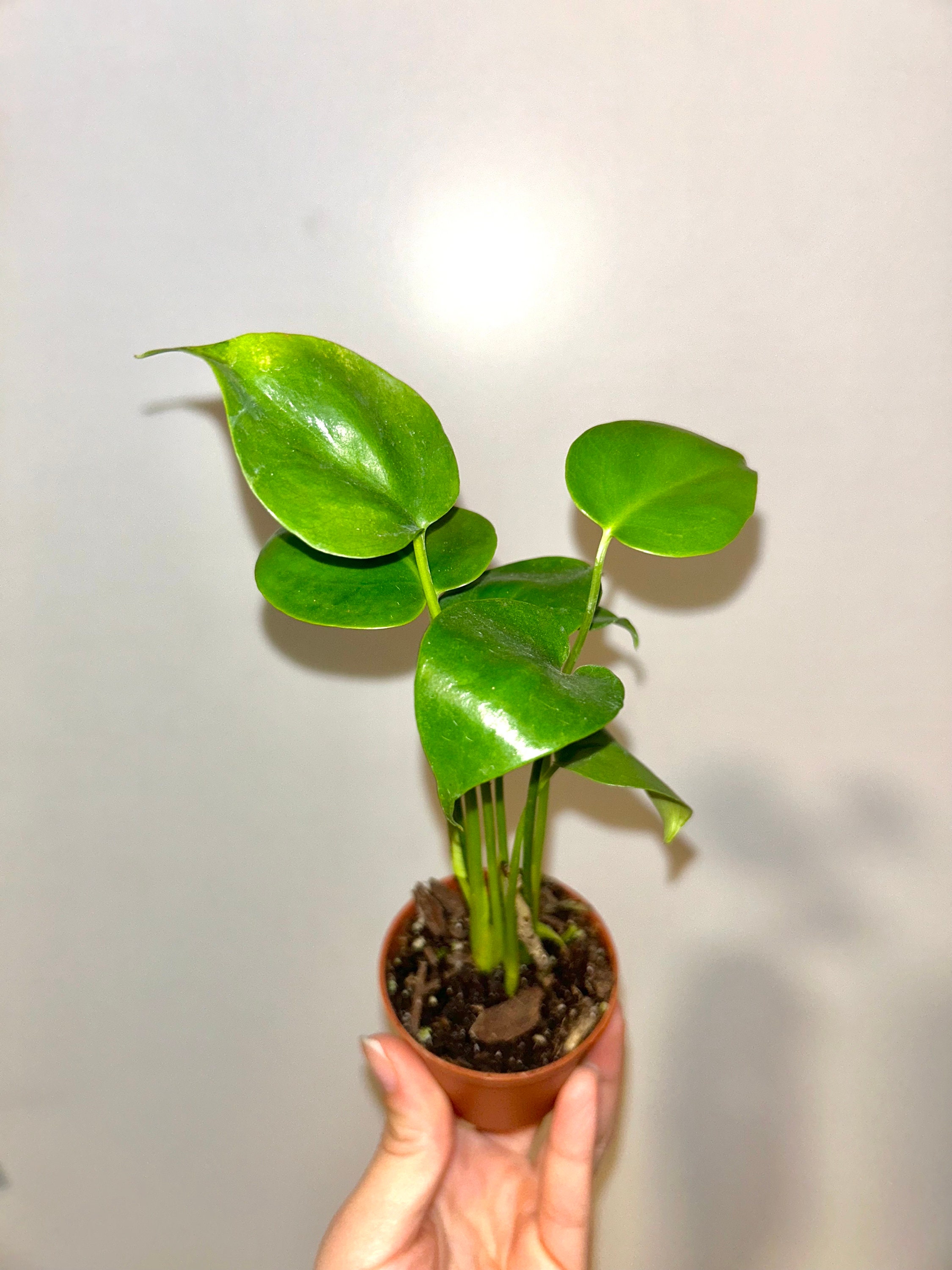 Monstera deliciosa variegated - Etsy.de