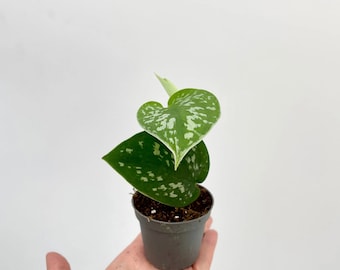 Silver Satin Pothos - Live Plant/Houseplant, Fast Growing, Home Decor