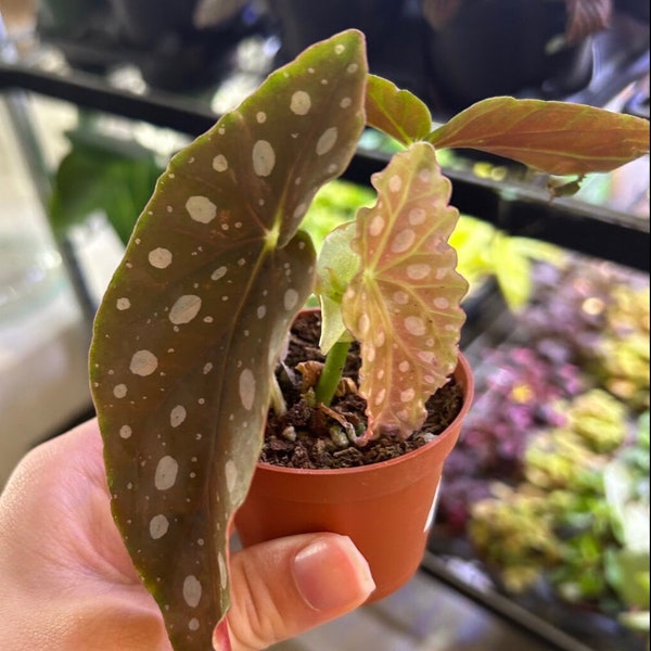 Begonia Maculata “Wightii”/ Polka Dot Begonia - Live Plant/Houseplant, Fast Growing, Home Decor