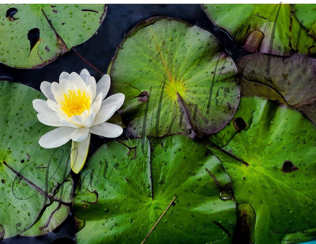 Water Lily Hand-drawn Coloring Page *digital Download Only - Etsy