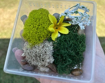 Mini Spring Enclosure