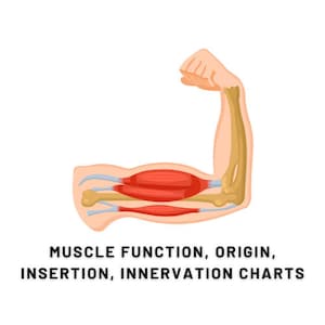 May include: Anatomy chart of a flexed arm, showing muscles, bones, and tendons in detail. The illustration is in a cartoon style, with red muscles, beige bones, and blue tendons. Text at the bottom reads "MUSCLE FUNCTION, ORIGIN, INSERTION, INNERVATION CHARTS."
