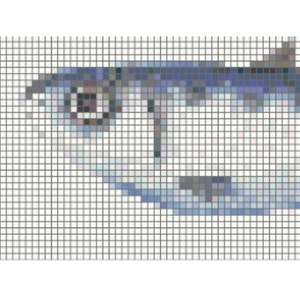 Cross stitch pattern of a sardine. Lovely piece for the kitchen