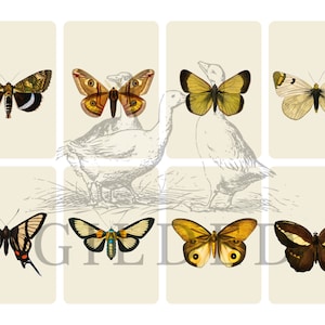 Puede incluir: Un conjunto de ocho ilustraciones vintage de mariposas con varios patrones y colores de alas, incluyendo marrón, negro, blanco, amarillo y naranja. Las ilustraciones están sobre un fondo beige claro.