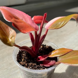 Persimmon Princess Philodendron - Etsy