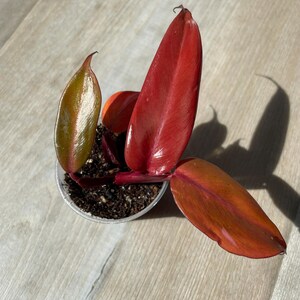 rare succulent plant for sale Rare Succulents main image 0