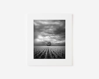 Zwart-witfoto van een enkele boom in een vers gemaaid tarweveld, onweerswolken, mooi, dramatisch,