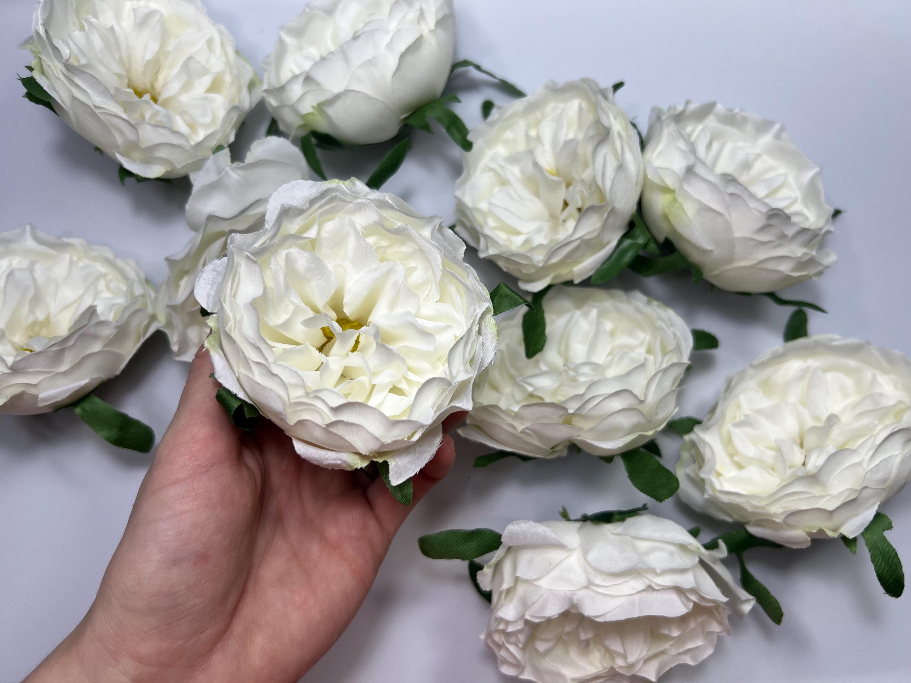 Cabbage Roses Plants - Etsy