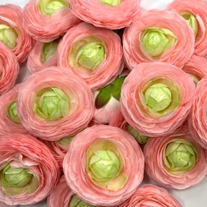 May include: A collection of pink ranunculus flowers with light green centres. The petals are layered and delicate, creating a full, rounded shape. The flowers are clustered together, showcasing their soft, pastel colours and textures. A few green leaves are visible.