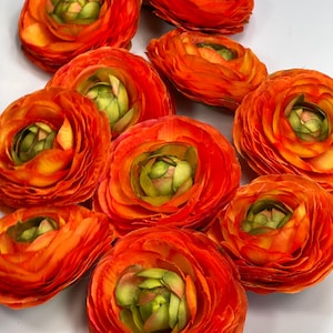 May include: A collection of vibrant orange ranunculus flowers with layered petals and green centers. The flowers are arranged on a white surface, showcasing their bright colors and intricate details. The image highlights the natural beauty of the blooms.