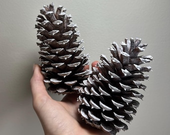 Dennenappel Natuurlijke Witte Dennenappel Gouden Bruiloft Decor Craft Supplies Natuurlijke Gedroogde Dennenappels voor Home Decor Dennenappel