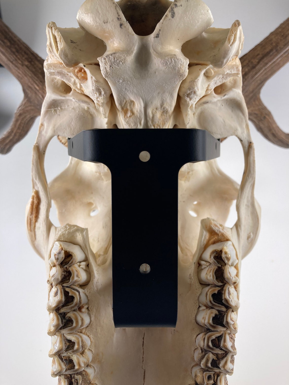 Adjustable Elk Skull Hanger, Euro Mount, Big Game, Large Skulls