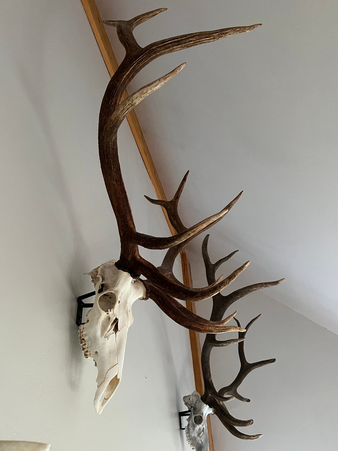 Adjustable Elk Skull Hanger, Euro Mount, Big Game, Large Skulls