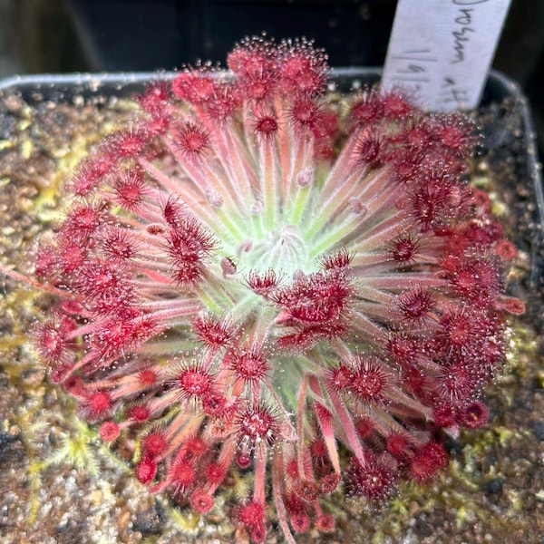 Drosera aff. lanata (Flying Fox Creek) - Wooly Sundew - Carnivorous Plant
