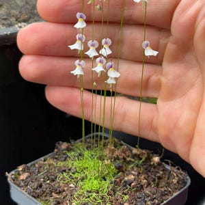 Utricularia blanchetii - Terrestrial Bladderwort - Carnivorous Plant