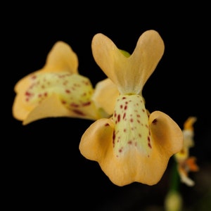 Utricularia fulva (Rockhole, Western Australia) - Tawny Bladderwort - Carnivorous Plant