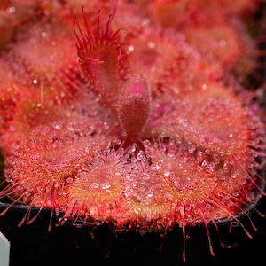 SEEDS - Drosera burmannii (Humpty Doo) - Tropical Sundew - Carnivorous Plant