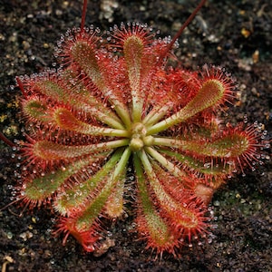 SEEDS - Drosera spatulata (Jardine River) - Tropical Sundew - Carnivorous Plant