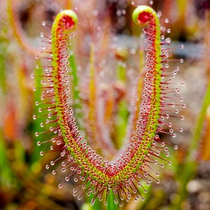 SEEDS - Drosera binata - Fork-Leaved Sundew - Carnivorous Plant