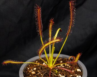 Cape Sundew - Drosera capensis "Narrow Leaf" - Carnivorous Plant