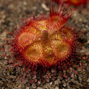 SEEDS - Drosera sessilifolia - Tropical Sundew - Carnivorous Plant
