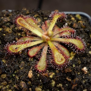 Drosera venusta - Subtropical Sundew - Carnivorous Plant