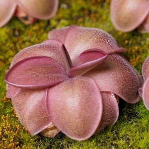 Pinguicula moranensis f. orchidioides - Tropical Butterwort - Carnivorous Plant