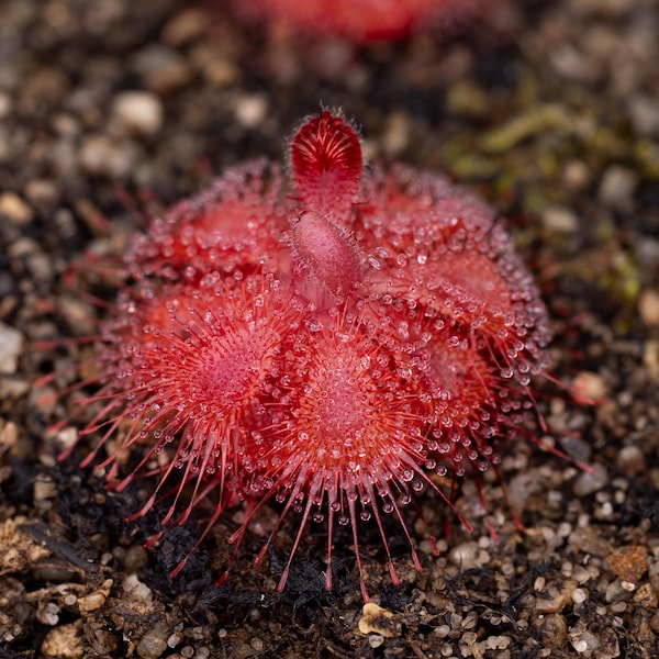 SEEDS - Drosera burmannii (Humpty Doo) - Tropical Sundew - Carnivorous Plant