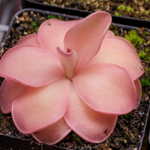 Pinguicula x 'Pirouette' - Hierba carnívora tropical