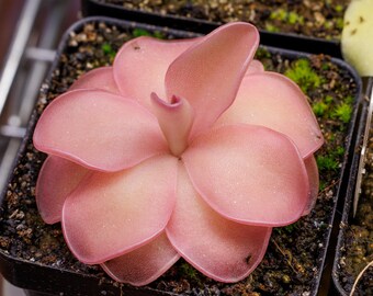 Pinguicula x 'Pirouette' - Tropical Butterwort - Carnivorous Plant