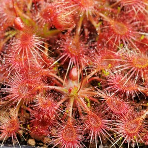 May include: Close-up of a vibrant red carnivorous plant, likely a sundew, with numerous small, sticky tentacles covered in glistening droplets. The plant's leaves are arranged in a rosette, and the overall texture is delicate and intricate.