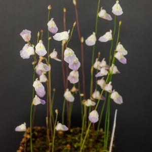 Utricularia livida - Terrestrial Bladderwort - Carnivorous Plant