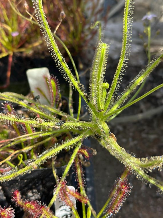 SEEDS - Drosera Finlaysoniana - Tropical Sundew - Carnivorous